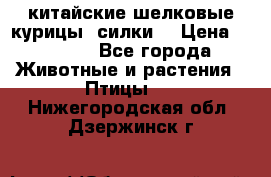 китайские шелковые курицы (силки) › Цена ­ 2 500 - Все города Животные и растения » Птицы   . Нижегородская обл.,Дзержинск г.